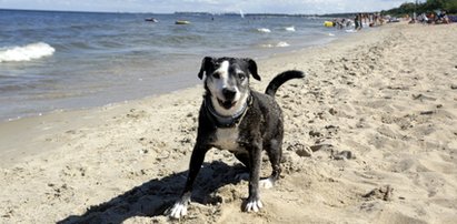 W tym mieście nie można wchodzić z psami na plażę. Interweniował RPO