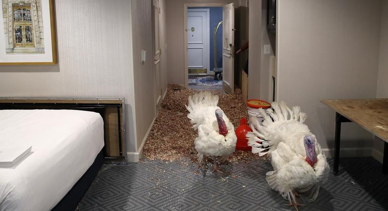 Peas and Carrots, the two turkeys chosen to take part in the National Thanksgiving Turkey Presentation, relax in their room at the Willard InterContinental Hotel in Washington D.C. on Monday.