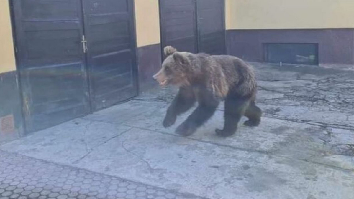 Niedźwiedź wdarł się do słowackiego miasta. Mieszkańcy zaniepokojeni