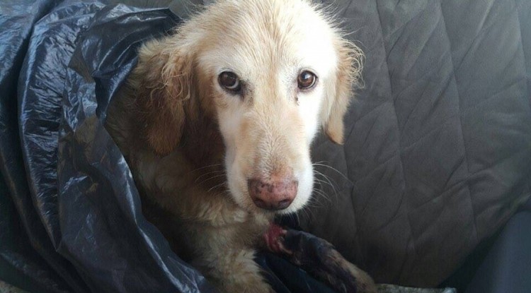 Borzalmas utat járt be a megcsonkított golden retriver, akit egy szemeteszsákban találtak meg