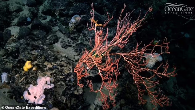 Ekosystem głębinowy w pobliżu wraku Titanica zlokalizowany przez wyprawę OceanGate Expeditions