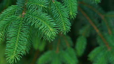 Świerk pospolity - długowieczne drzewo o gęstych igłach. Sprawdza się przy formowaniu żywopłotów