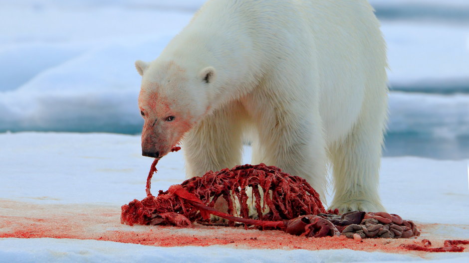 Niedźwiedź polarny pożera fokę, Svalbard, Norwegia