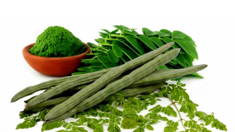 The health benefits of this moringa are unbelievable
