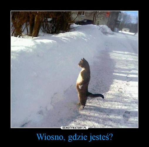 Internet przegania zimę dowcipem