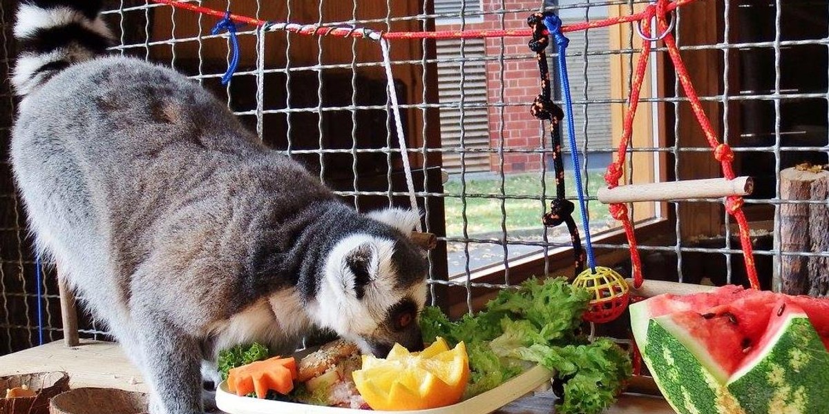 Chorzów. Miedzynarodowy Dzień Lemura 