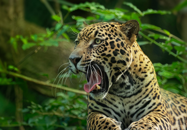 Jaguar, Gujana