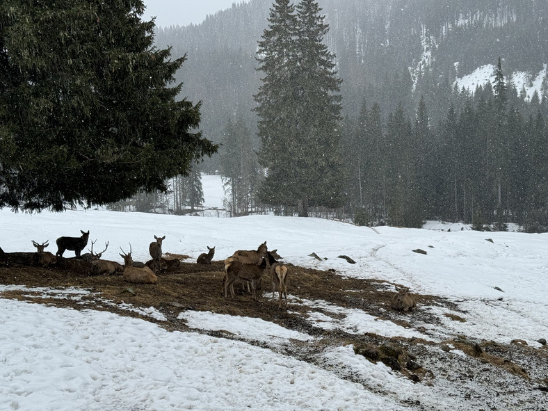 Pojechałem na narty do Val di Fiemme