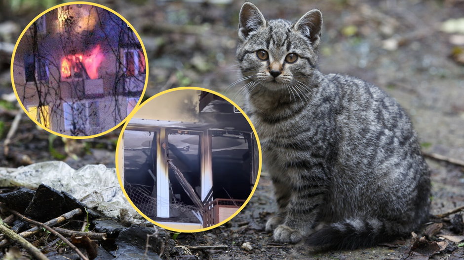 Nie żyje pan Władek, który uratował dwa koty z płonącego mieszkania (screen: reporterwawa/Facebook)