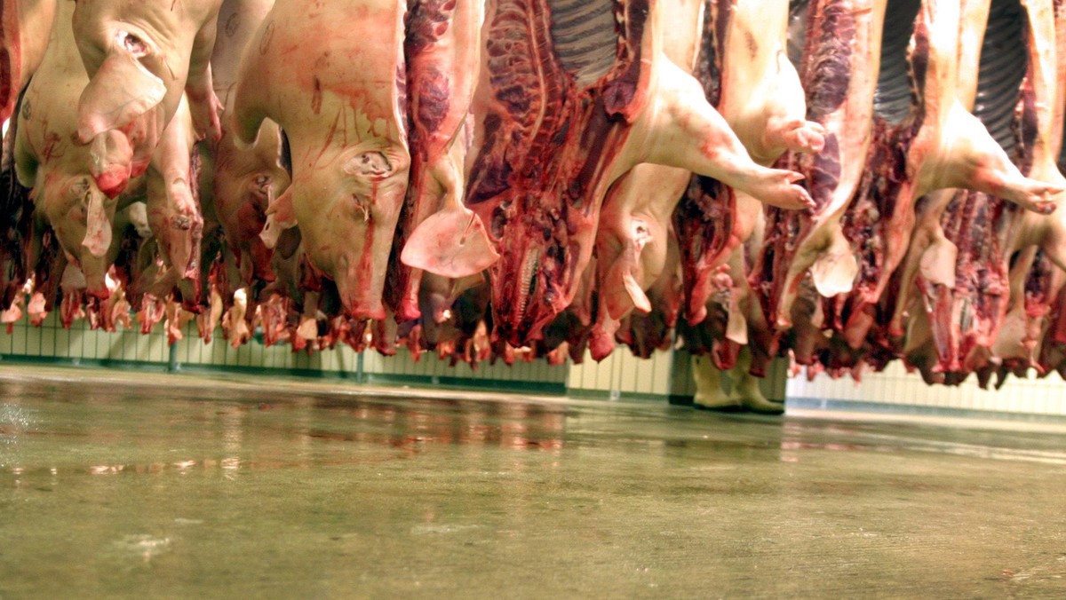 Record Number of 59 Million Pigs slaughtered