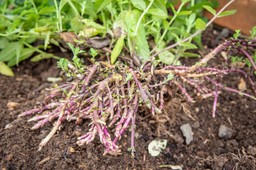 tych roślin lepiej nie sadź w ogrodzie. wymkną się spod kontroli szybciej, niż myślisz