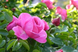 Kako da vam RUŽE BRŽE RASTU i BOLJE CVETAJU: Za ovaj TRIK potrebno je samo 5 minuta, a april je pravo vreme za to!