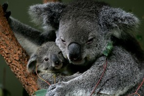 Baby Koala Boosts Taronga Zoo's Breeding Program