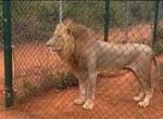 Lion mauls handler to death in zoo at Obasanjo's library