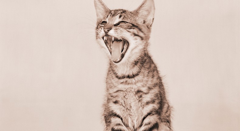 Tabby kitten yawning.Armstrong Roberts/Retrofile/Getty Images