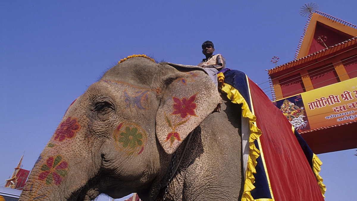 Słoń został w piątek ogłoszony "dziedzictwem narodowym" Indii z zamiarem wprowadzenia nowych środków ochrony tego gatunku - poinformował indyjski resort środowiska.