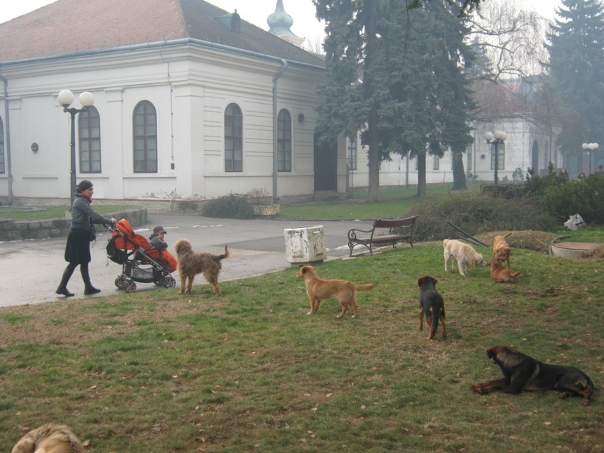 U Valjevu se dešava da se sa tužbama zbog napada pasa lutalice svake godine javljaju isti građani