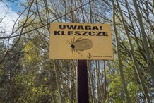 Zmiany klimatu wydłużają sezon aktywności groźnego pajęczaka. Czy tegoroczna zima coś zmieni?