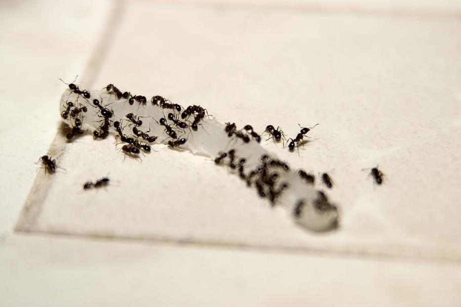 Így űzheted el az otthonodból  a hangyákat Fotó: Getty Images