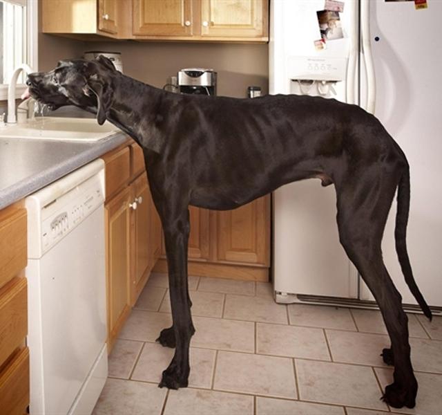Brutális! Ő a Föld legnagyobb kutyája - Blikk Rúzs