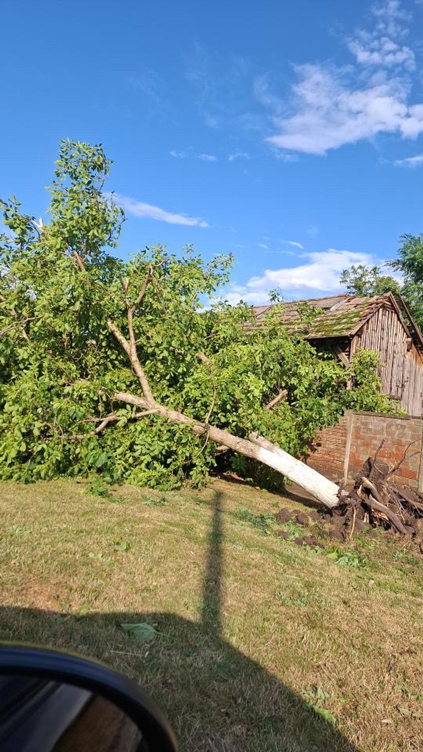 Oborena stabla u Banatu