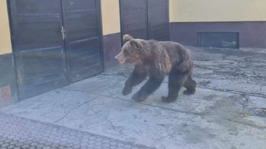 Mieszkańcy Słowacji zaniepokojeni. Niedźwiedź wdarł się do miasta i ranił pięć osób