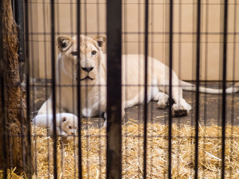 Biała lwiczka przyszła na świat w zoo safari Borysew