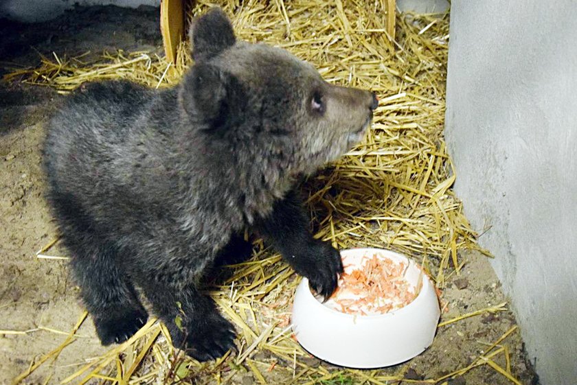 Mała niedźwiedzica Cisna powoli zadomawia się w zoo