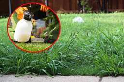 bayer-odszkodowania-roundup-37,6-mld-zl-ugoda-glifosat