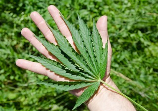 Koronawirus w Holandii. W czasach epidemii marihuana na wynos