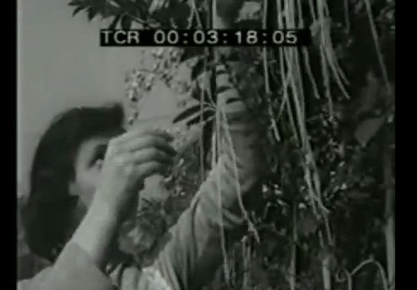 Dobro je rodilo: Prvoaprilsko branje špageta s grana