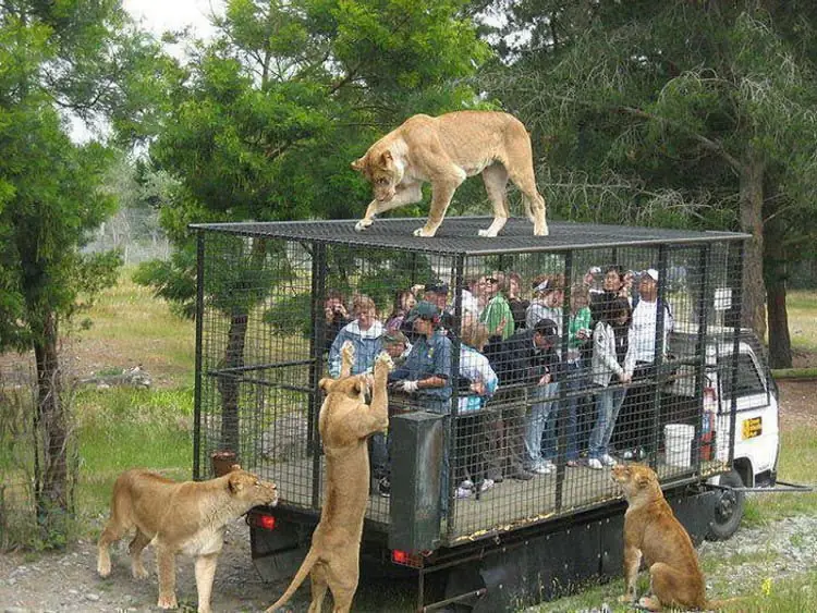 zoo