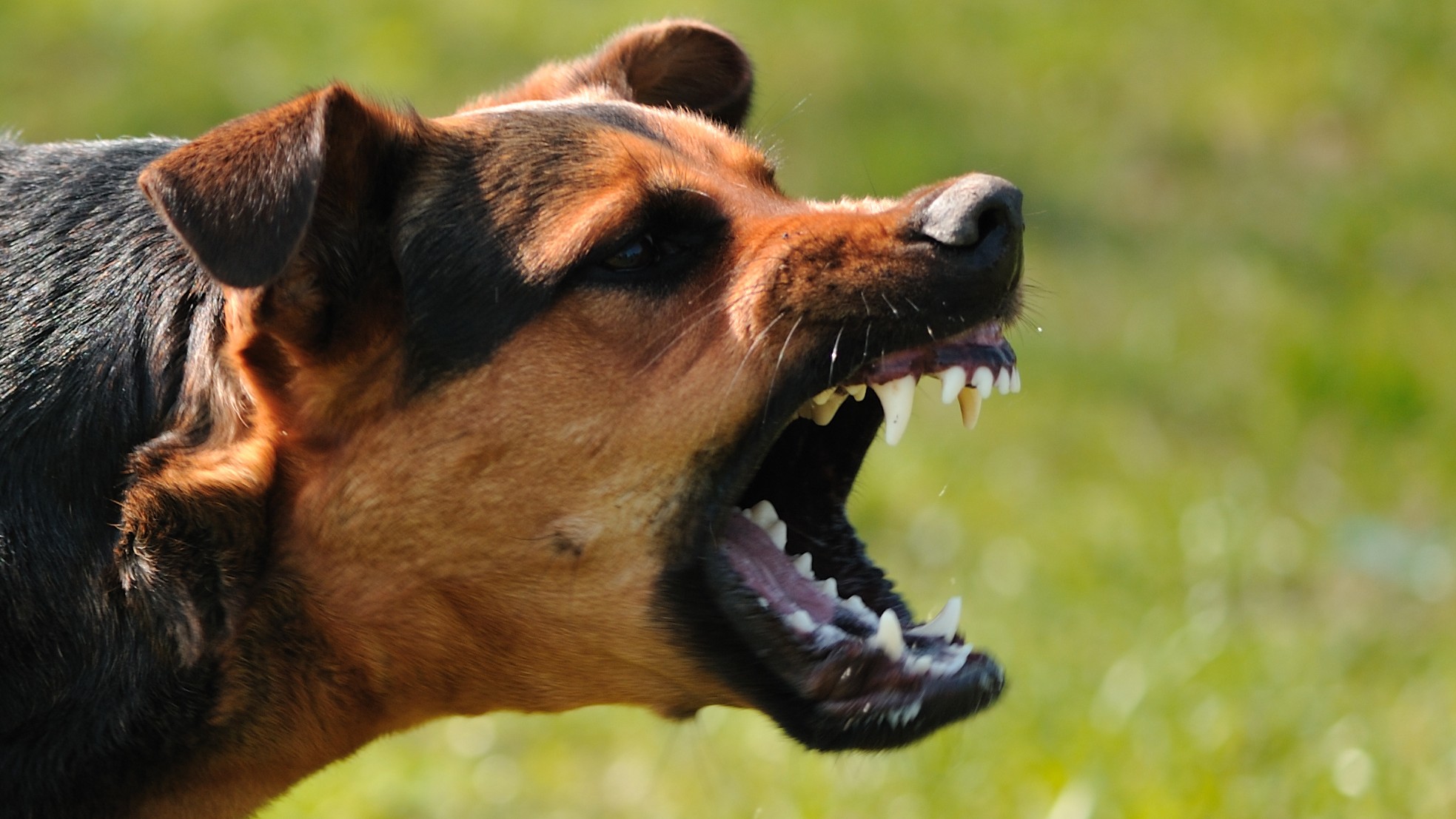 Pes vo Veľkej Lomnici napadol turistu. (ilustračné foto).