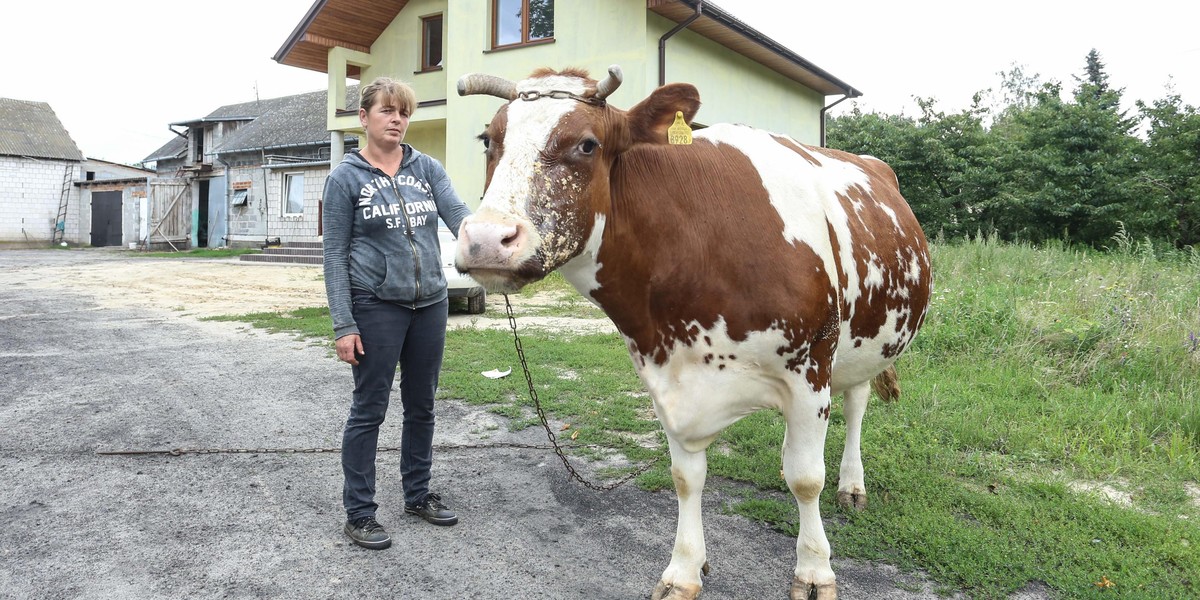 Złodzieje krów grasują na Mazowszu