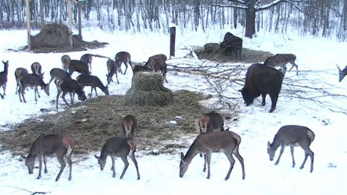 Jedni narzekają na śnieg, inni na odwilż, kolejni na spóźnione pociągi, a niektórzy na celebrytów. Frustrację może jednak wywołać też grasujący dzik. Polski internet podbija zoologiczny voyeuryzm. Paśnik na żywo? Tak! Wszyscy podglądają żubry online. Szał wywołały zwierzęta z Puszczy Białowieskiej, które pokochali... studenci uczący się do sesji.