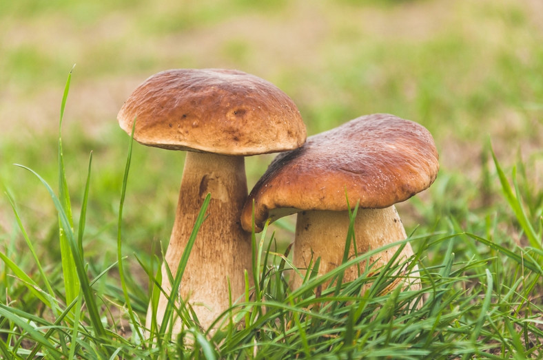 Borowik szlachetny (prawdziwek, Boletus edulis Bull.)