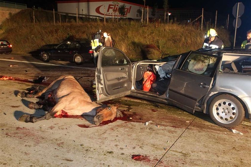 Końska jatka na autostradzie. Mocne zdjęcia