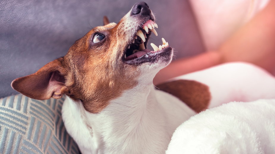 Niektóre psy mają tendencję do gwałtownych reakcji emocjonalnych -  Bonsales/stock.adobe.com