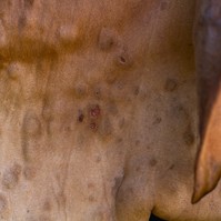 Megjelent Európában a bőrcsomósodáskór - szúnyogok és kullancsok terjesztik a vírust