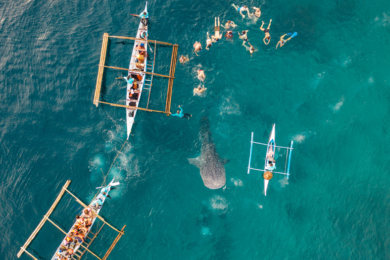 Spotkanie z rekinami wielorybimi na Filipinach