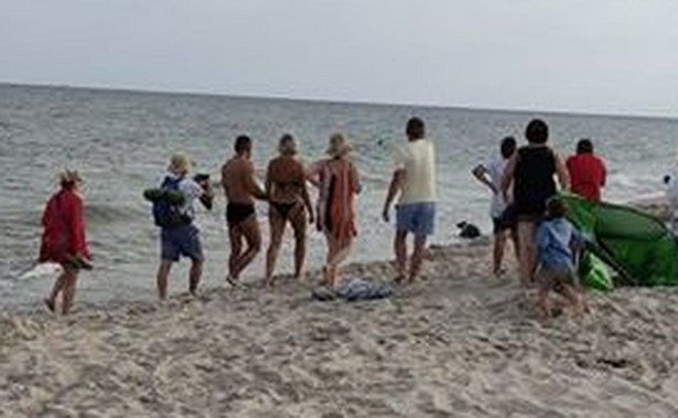 Turyści i foka na plaży