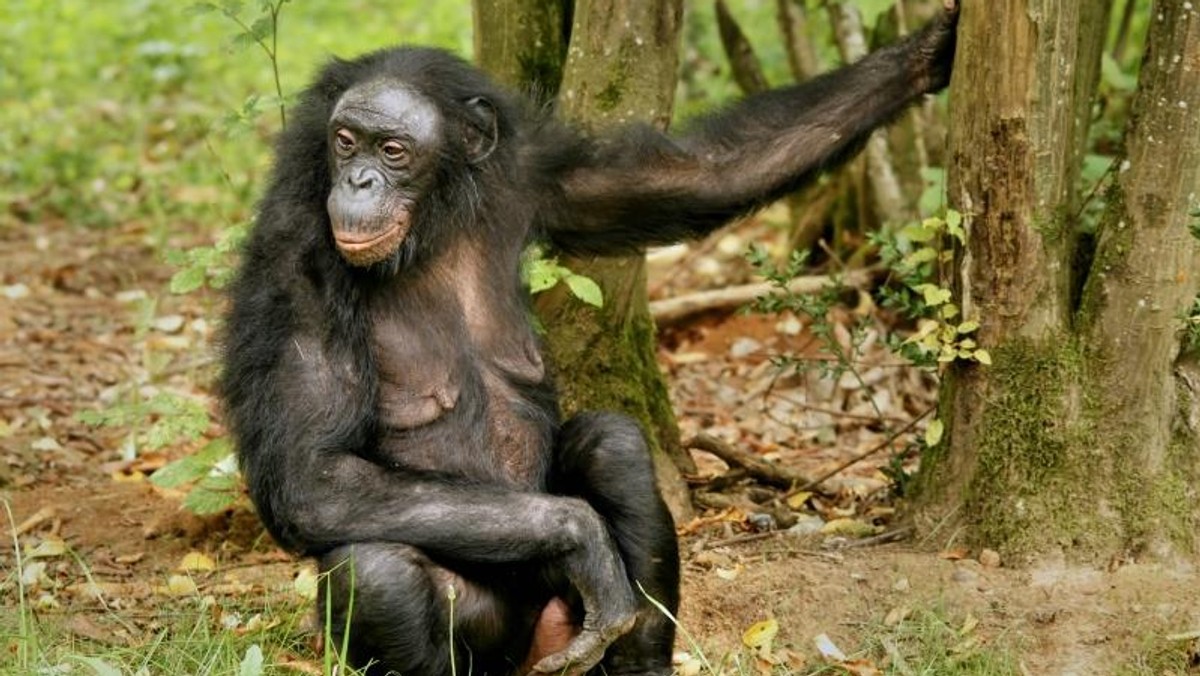 szympans bonobo