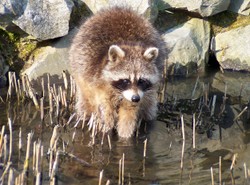 Obcy panoszą się w Polsce