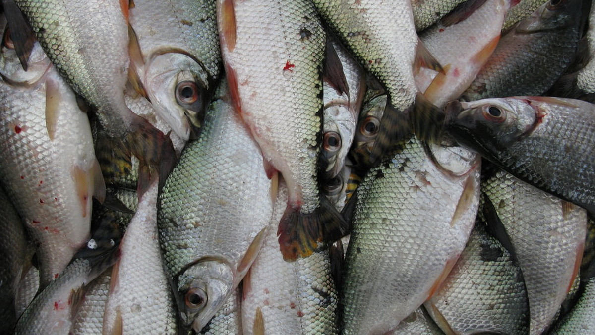 Kilkaset kilogramów różnorodnych ryb własnymi rękoma wyłowili mieszkańcy Zambrowa z miejscowego zalewu. Wśród ich zdobyczy znalazły się między innymi kilkukilogramowe sumy i karpie.