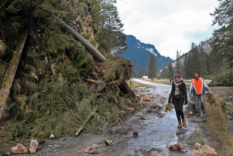 Powalone drzewa w Dolinie Kościeliskiej w Tatrach