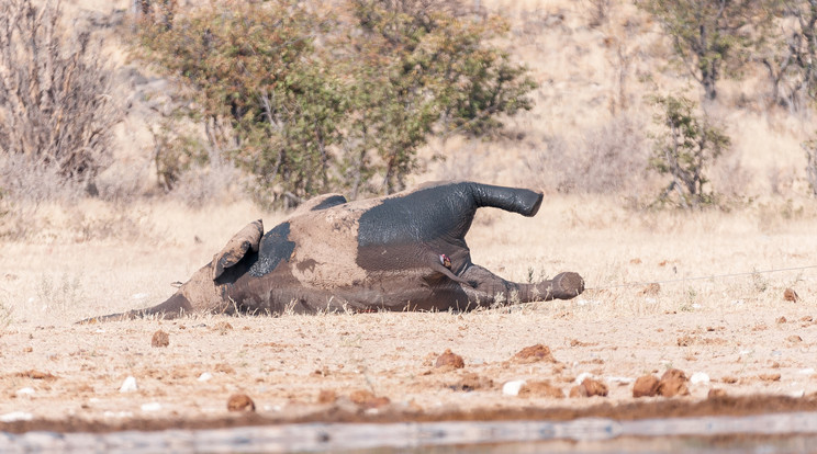 Csaknem 90 elefántot gyilkoltak le és csonkítottak meg (illusztráció) / Fotó: Northfoto