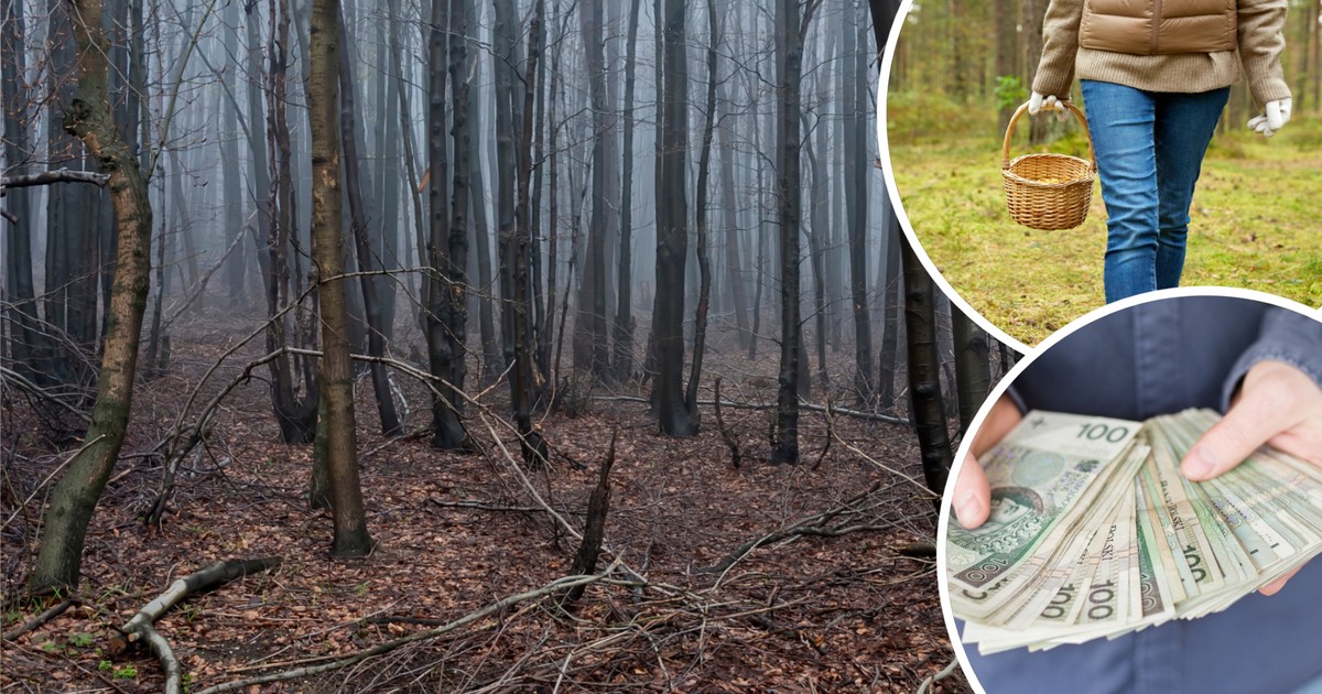 Hit w polskich lasach. "Czarne diamenty" dają w półtorej godziny nawet 14 tys. zł
