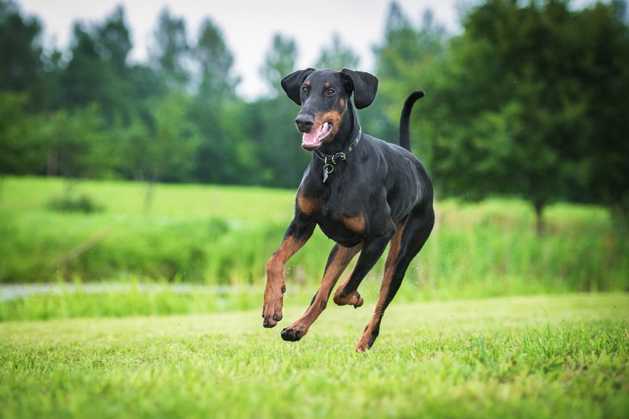 Doberman