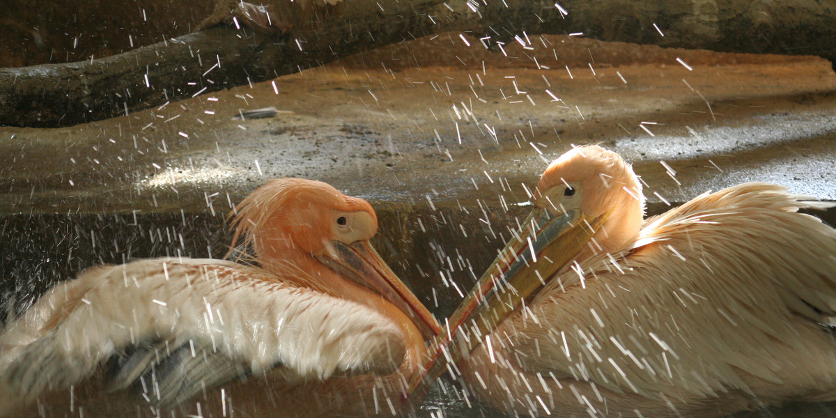 Walentynki w gdańskim zoo.