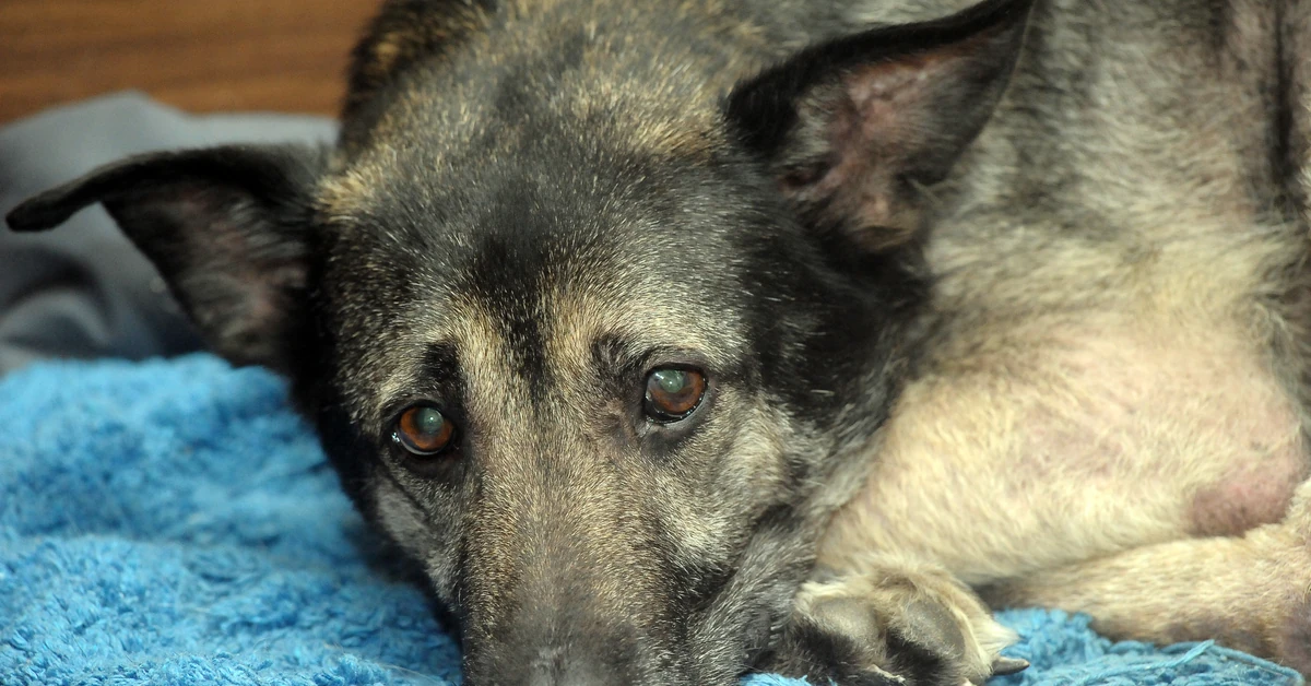 Rząd buduje azyl dla zwierząt. Specjalny ośrodek powstanie do 2031 roku